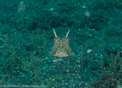 BD-090926-Lembeh-9264107-Lactoria-cornuta-(Linnaeus.-1758)-[Longhorn-cowfish].jpg